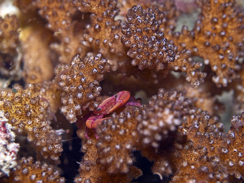 Crab, Bounty